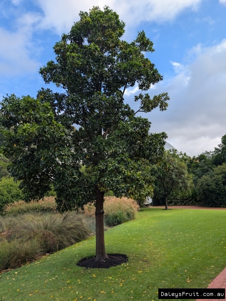Native Frangipani in Adelaide Botanic Gardens