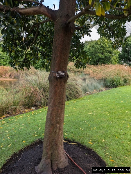 Native Frangipani trunk in Adelaide Botanic Gardens