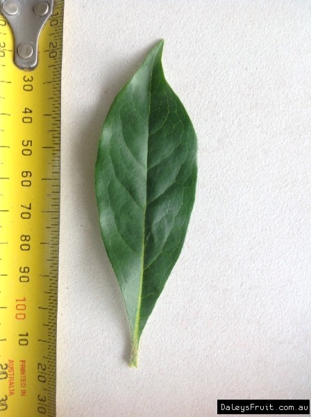 Leaf of the Native Frangipani Hymenosporum flavum