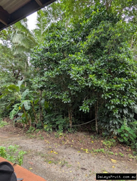 Native gardenia showing dense green growth planted next to road in FNQ