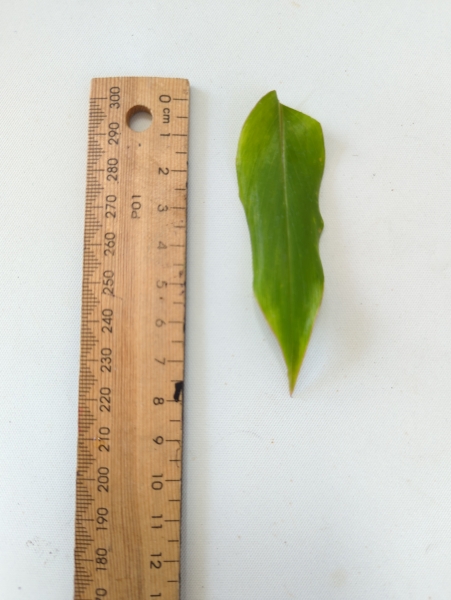 Leaf of the Native Ginger - Wavy Leaf