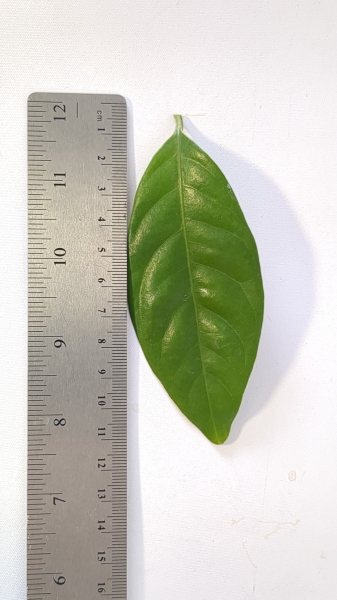 Leaf of the Native Nutmeg