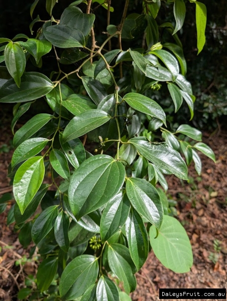 Native Pepper, Piper novae-hollandii in FNQ Curtain vine