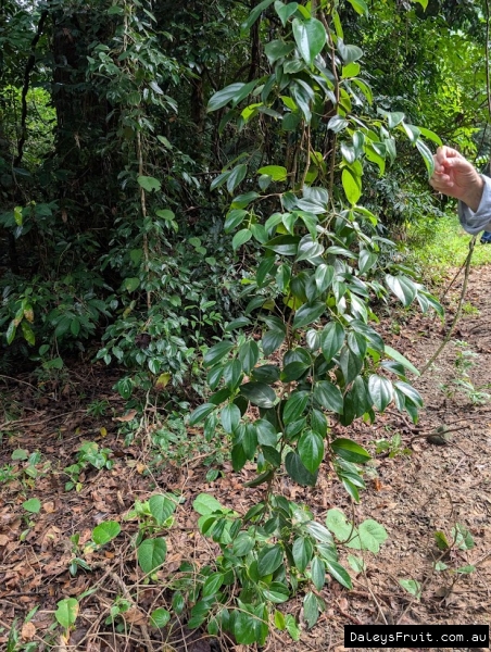 Piper novae-holandii curtain vine in FNQ