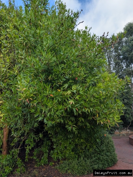Prolific Native Hibiscus tree in Adelaide Botanic Gardens