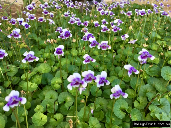 Viola hederacea Native Violet Plant