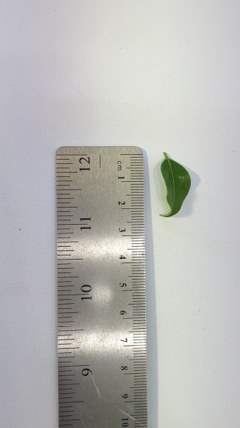 Leaf of the Native Wisteria