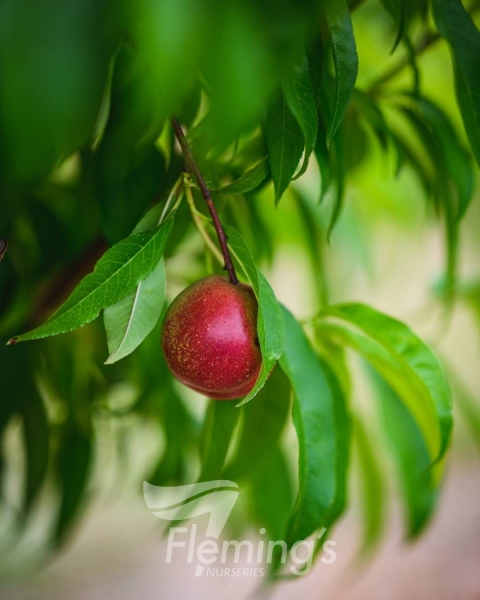 Dwarf Nectarine - Arctic Rose PBR
