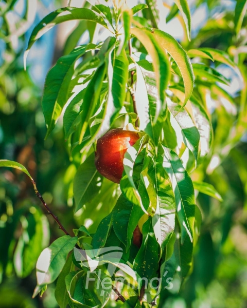 Dwarf Nectarine - Arctic Rose PBR