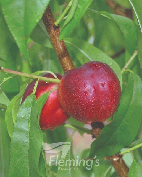 Dwarf Nectarine - Arctic Rose PBR