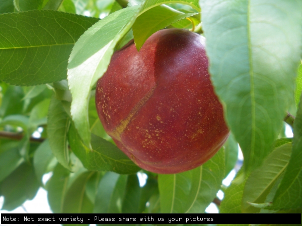 Nectarine Fruit on Tree Not exact variety