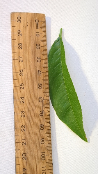 Leaf of the Nectarine - Sun Snow