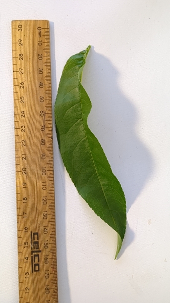 Leaf of the Nectarine - Sunbob