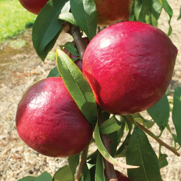 Sunbob nectarine fruit trees are a low chill red blush skin and slightly waxy.