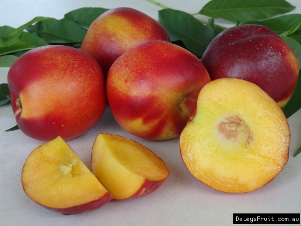 Nectarine Sunwright