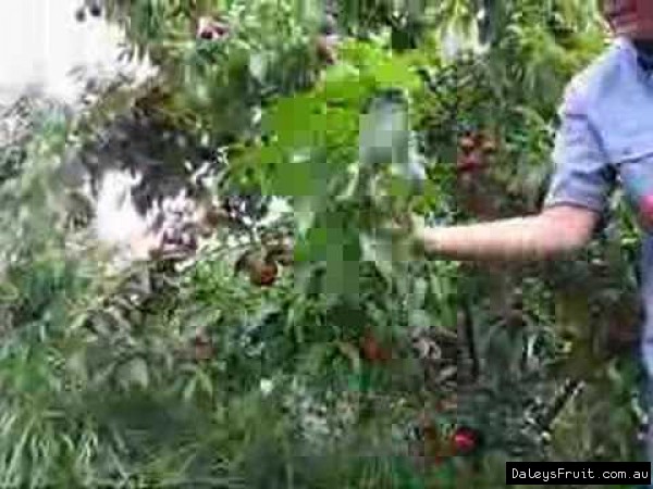Close up of a sunwright fruit tree