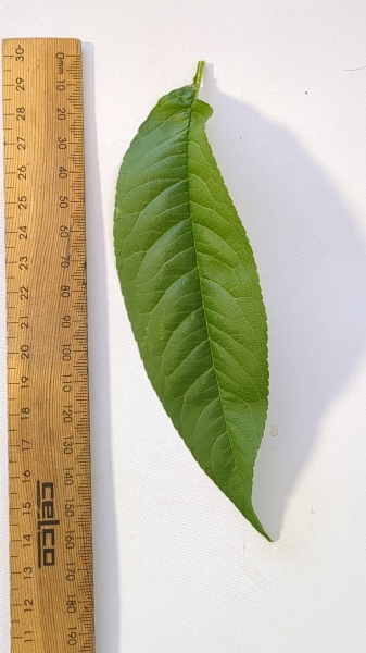 Leaf of the Nectarine - TangO