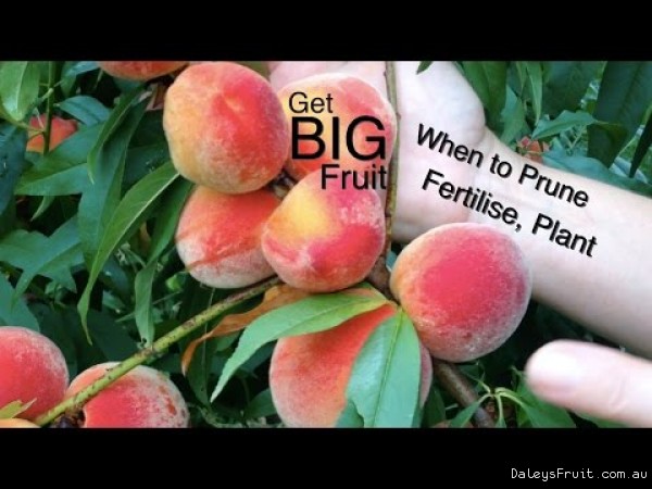 How to Grow STone Fruit