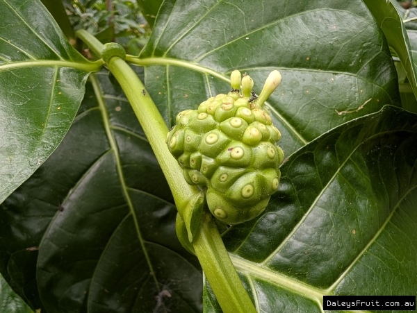 Noni Fruit ripening on the tree