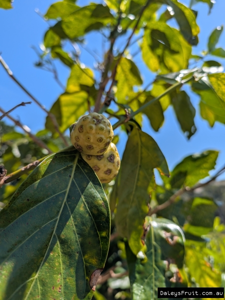 Noni ripening on tree