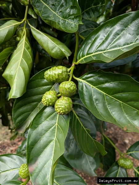 Noni fruit developing against green leaves
