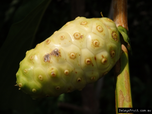 Noni fruit