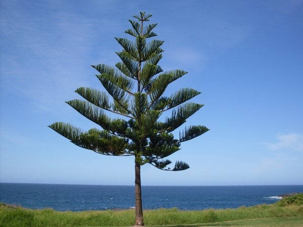 Norfolk Island Pine (Aruacaria heterophylla) at the ocean