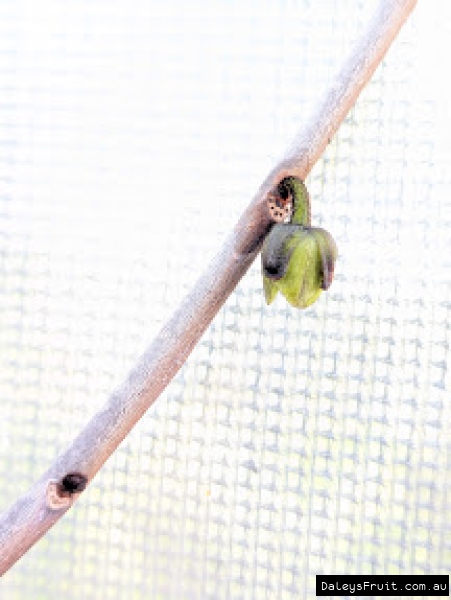 North American Paw Paw flower opening on stock plants