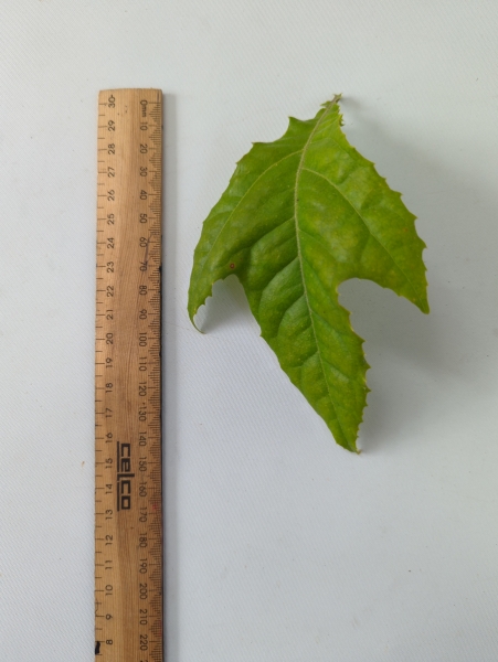 Leaf of the North Bauple Nut