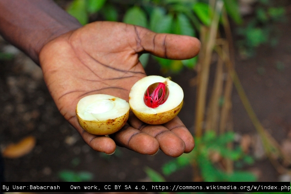Split Nutmeg nut showing kernel and Mace aril held in hand