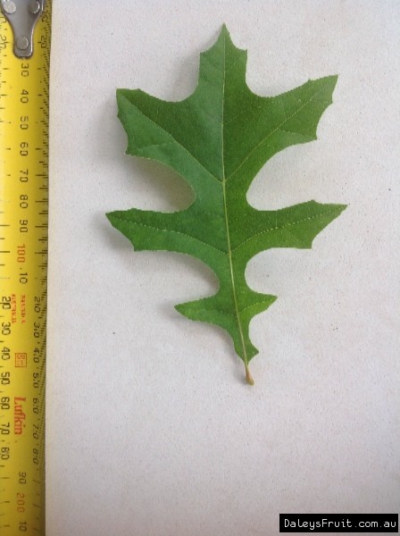 Leaf of the Oak Pin