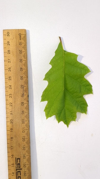 Leaf of the Oak - Red