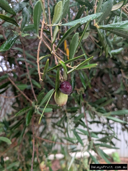 Ripening olives turning purple in hot South Australian weather