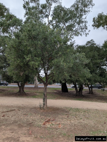 Young Olive street tree in Adelaide