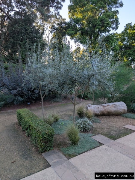 Swan River olives in Adelaide Botanic Gardens