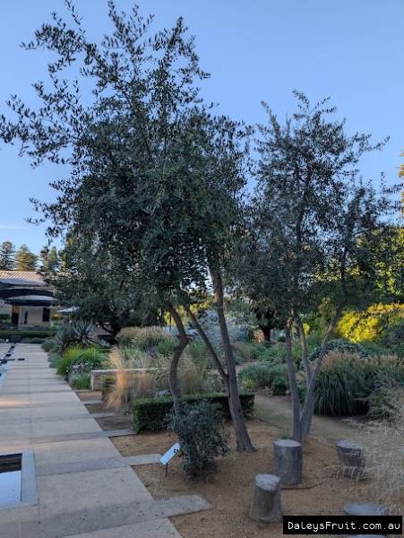 Swan River olives in Adelaide Botanic Gardens