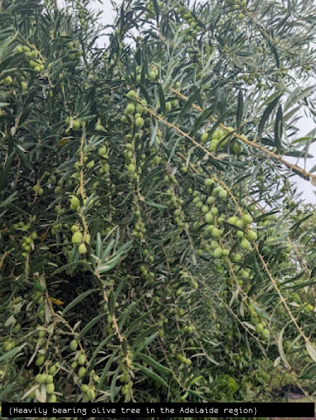 Heavily bearing olive tree in the Adelaide region