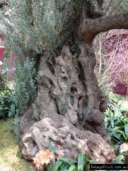 Ancient olive