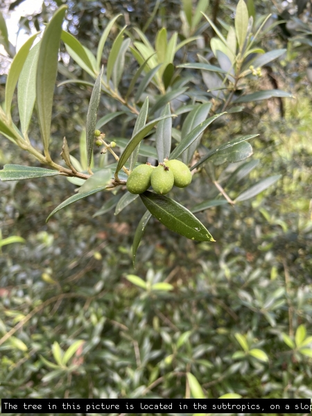 Young fruits forming on this low chill, self fertile tree. The fruits are small and can be used as a table olive or for oil production.