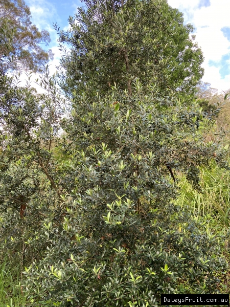 Olive 'Arbequina' Tree