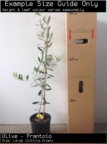 Olive - Frantoio For Sale (Size: Large) (Cutting Grown)
