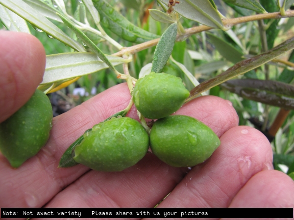 Olive General Picture on Tree Not exact Variety