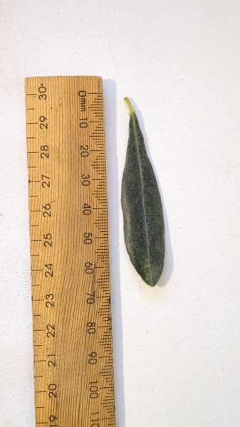 Leaf of the Olive - Kolossus Kalamata