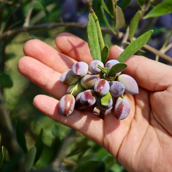 An olive grower shows koroneiki olives ripe for harvest