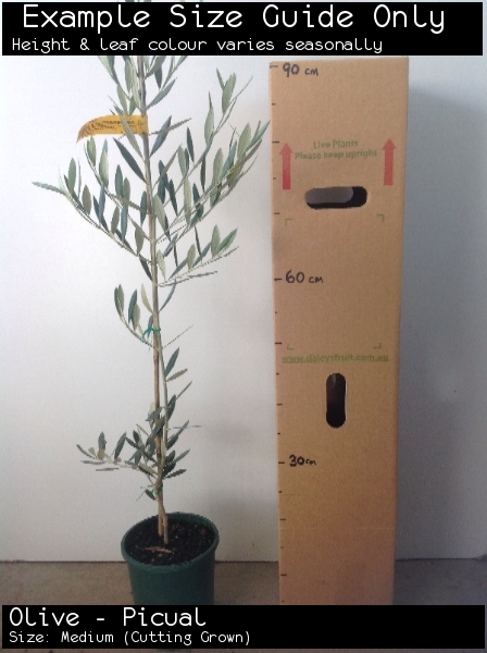 Olive - Picual For Sale (Size: Medium) (Cutting Grown)