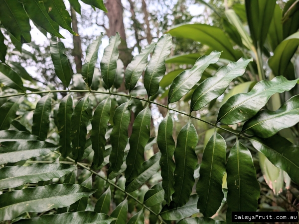 The glossy pinnate leaf of the Onion Cedar