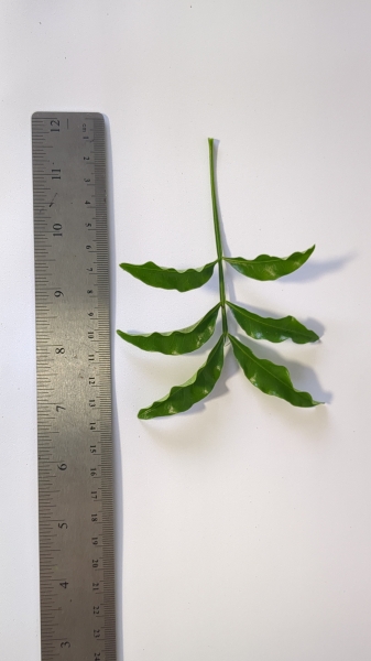 Leaf of the Onion Cedar