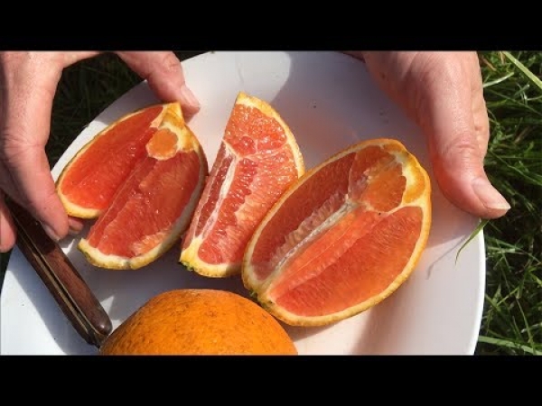 Growing a Dwarf Cara Cara Orange Fruit Tree in Australia