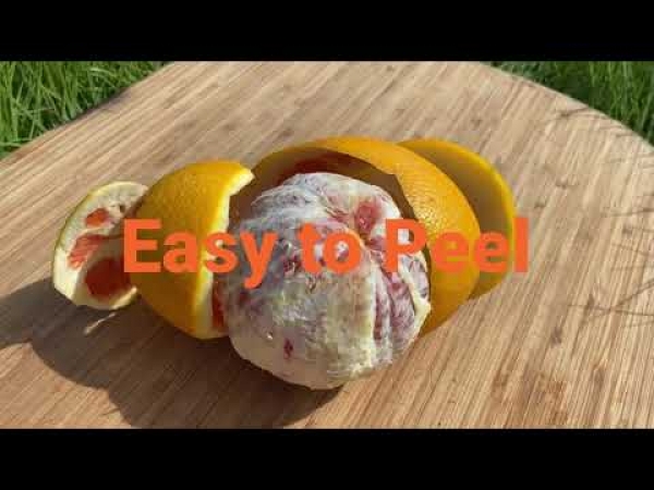 YouTube: Quick overview in text of the Cara Cara Blood Orange Fruit Tree