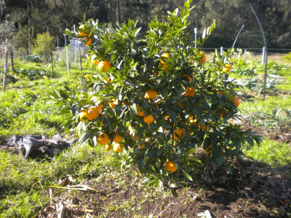 Oranges smooth seville Fruit Tree Growing with Oranges